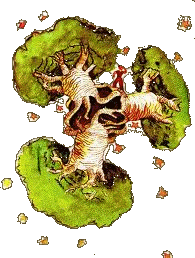 baobabs
