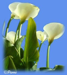 arums